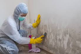  Galls, IN Mold Removal Services Pros